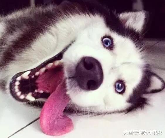 狗狗呕吐狗粮, 精神好是什么原因?