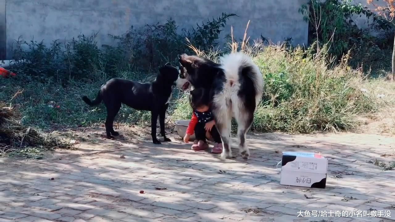 这是我的小主人只能我陪她玩, 阿拉斯加对凑过来的土狗发出了警告