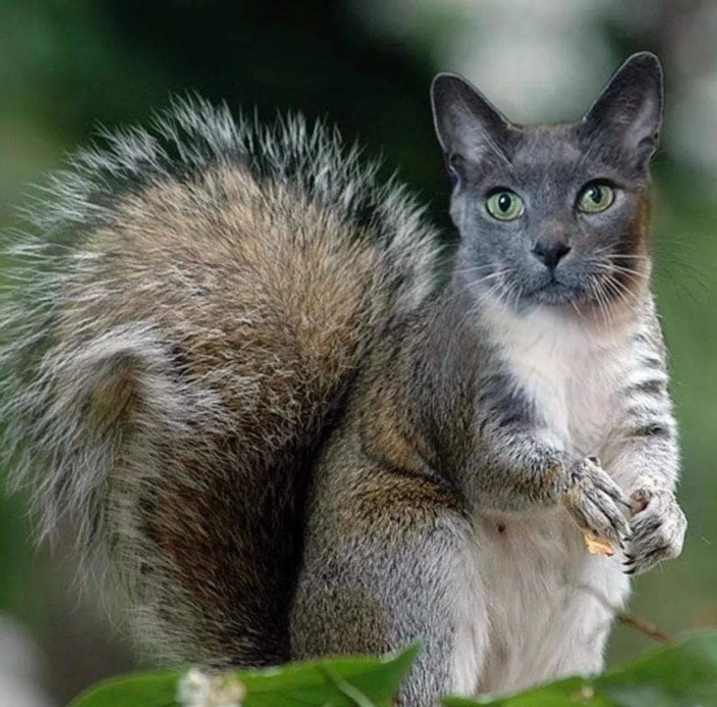 喵星人要是称霸地球上的所有物种, 那会是哪番光景?