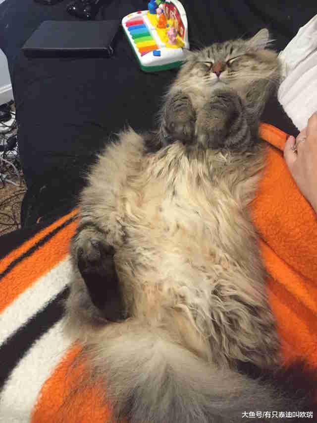 猫咪从来都不亲近妈妈, 某天突然异常地「撒娇??+讨摸摸」原来是因为发现她肚子里有新的亲人了!