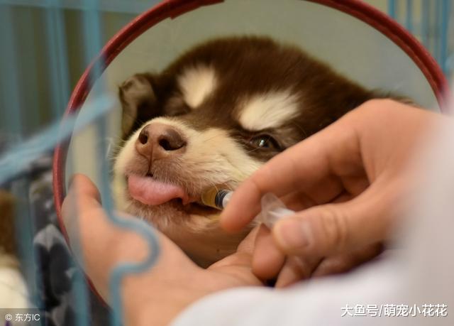 狗狗泪痕? 如何做到有效消除? 这是我见过最简单实用的办法