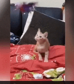主人狂挥逗猫棒想消耗小喵体力, 没想到狂摇20秒后头晕的竟是自己