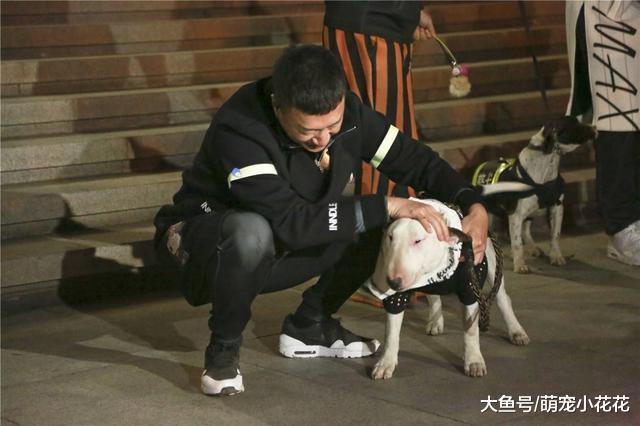 遇到以下的5种狗狗, 请尽快远离, 很容易伤人!
