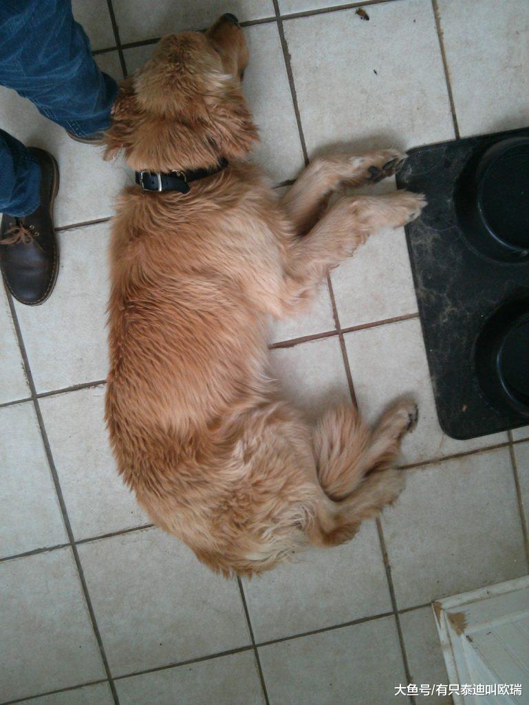 飓风带来了水灾跟「家门口的小黄金」, 暖男看了一眼马上急救!