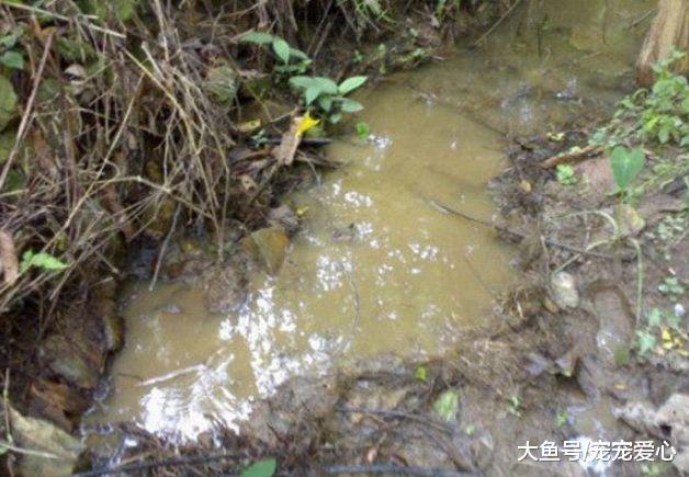 男子上山砍柴, 准备洗手时看到水里有动静, 细看后心中乐了