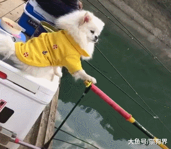 主人钓鱼, 狗子也来甩两杆, 小家伙像模像样的, 网友: 姿势美极了