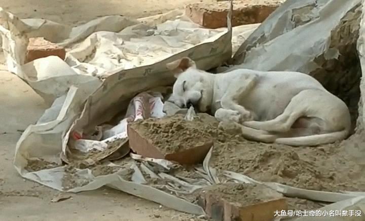 新来的小狗把老狗的窝占了, 老狗自己睡在外面的沙堆上, 好可怜