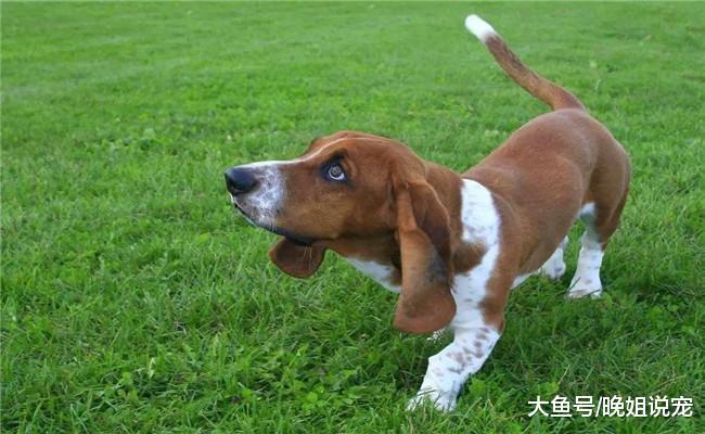 有4个动作不能对狗狗做, 哪怕你是它的主人, 它也会咬你