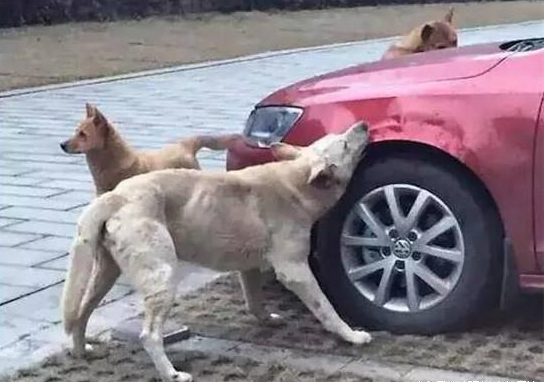 中国真实的三大动物报复人类事件: 是人类太可恶, 还是动物太疯狂