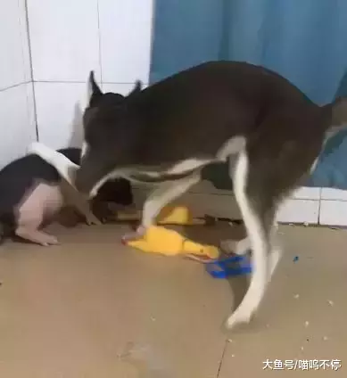 把二哈跟小猪一起养, 二哈每天都要欺负小猪, 这猪真可怜
