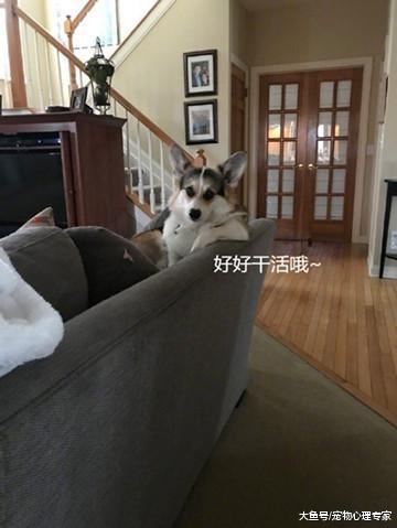 柯基犯错后毫无悔意, 竟露出这样的姿态, 铲屎官气得需要救心丸