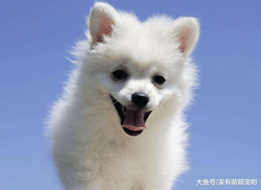 养狗狗的人想让狗狗更爱你, 常对它做这5件事, 狗狗也会更听你话!