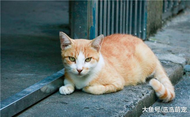 养猫后才会懂得下面五件事, 宠主: 猫咪原来是这么“逗比”的