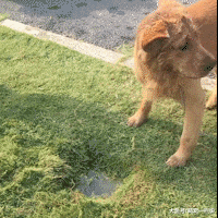 为了训练狗狗们不翻垃圾桶, 主人使出了绝招, 狗狗们看完愣住了~