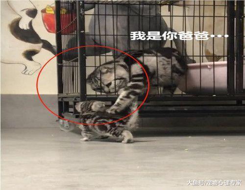 猫爸隔着笼子上演“父子相认”, 可下一秒小猫的表情亮了