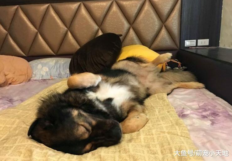 讨肉肉又怕吵到主人, 80KG高加索自动转成静音模式, 乖巧模样超萌