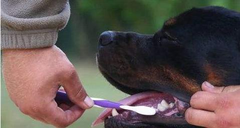 频繁给狗狗洗澡能去臭? 大错特错, 这5个地方才是关键!