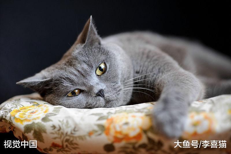 猫咪真的养不熟吗? 可别甩锅了, 猫咪是否亲人完全取决于铲屎官
