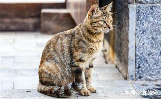 狸花猫在国内不受欢迎只因它有5个缺点, 尤其是第五条, 太土气