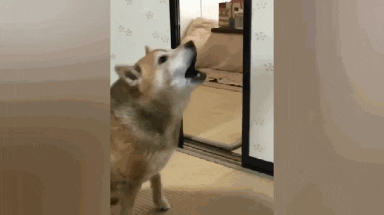 吃货拉布拉多一到饭点就兴奋, 会自己叼饭盆, 一言不合就摔盆打碗