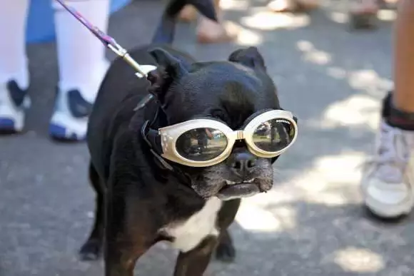 狗狗的这些秘密, 你知道几个