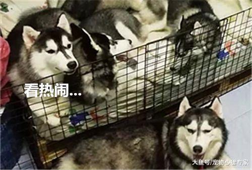当初一时冲动留下6只小奶狗, 如今却让自己生无可恋, 有后悔药吗