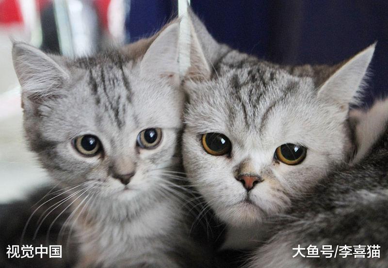 猫咪真的养不熟吗? 可别甩锅了, 猫咪是否亲人完全取决于铲屎官