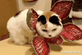 猫咪是宝藏, 是平淡生活里的引线, 把你变成易燃易爆品!