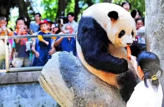 大熊猫死在异国他乡, 死因让人愤慨, 最后一只死法引网友们咆哮