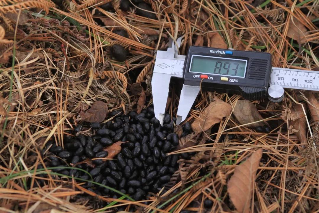 夜间活动长着獠牙的奇怪生物只有吸血鬼吗