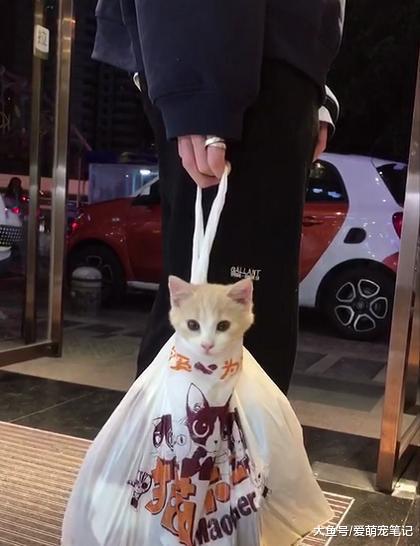 嫌弃猫咪掉毛把它装塑料袋里, 当探出头抛媚眼的一瞬间可爱到爆了