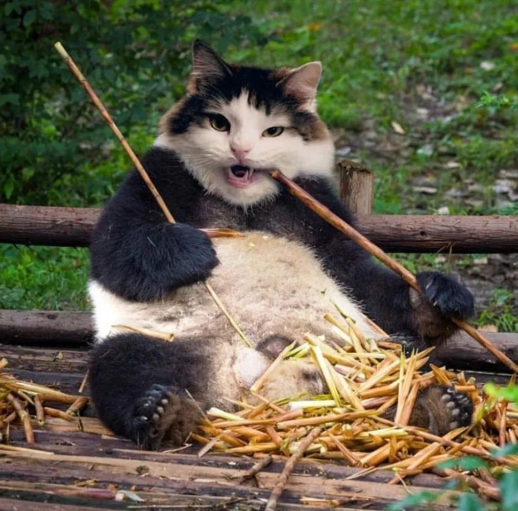 喵星人要是称霸地球上的所有物种, 那会是哪番光景?