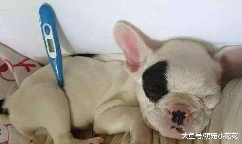 狗狗发烧怎么办?