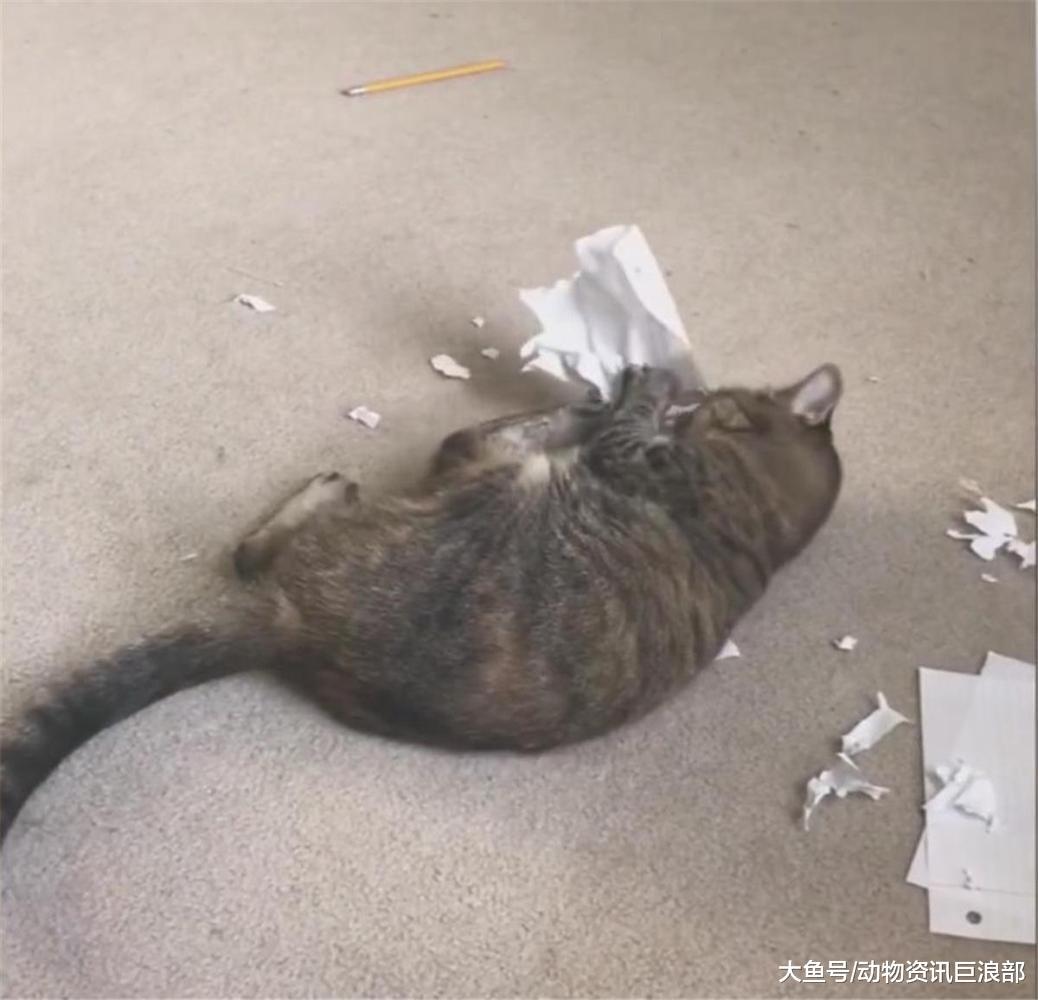养了一只爱拆家的猫 铲屎官: 免费碎纸机