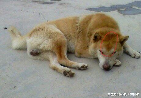 算命的说, 如果狗狗身上有这5个特征, 说明旺你家!