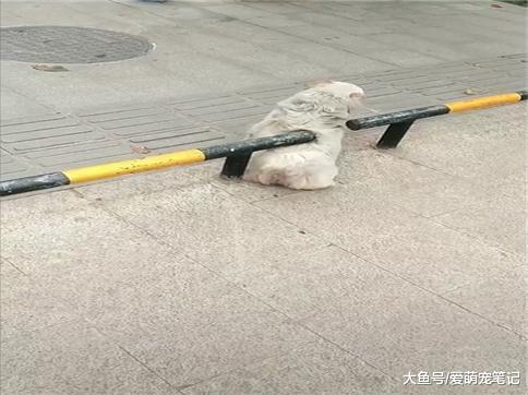 网友以为流浪狗被卡住了, 打算上去帮忙, 跑过去看到了这幕