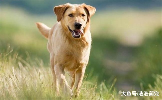 盘点奔跑快的5种狗狗, 哈士奇第三, 第一名没有争议