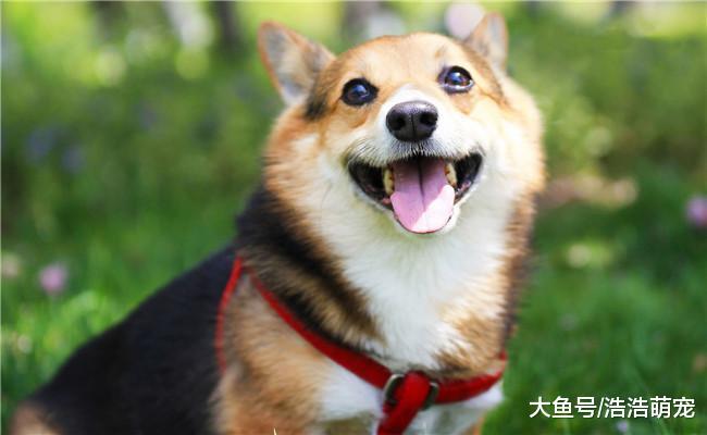 柯基有5大缺点, 想养柯基的了解下, 别养了就后悔