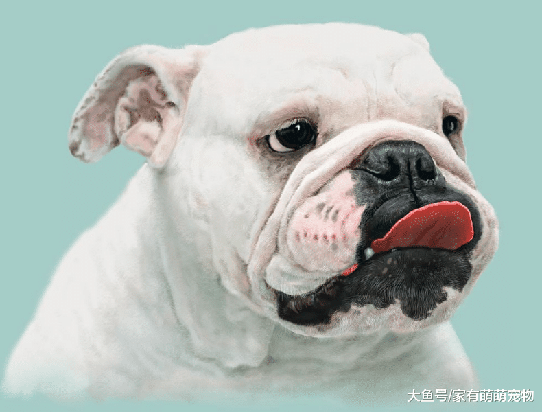 无论多“叛逆”的狗狗, 有这5种行为, 都说明它离不开你!