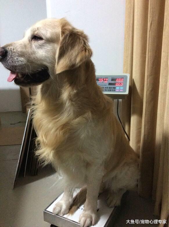 你家狗狗吃的狗粮是否有益健康? 狗粮选择有误, 狗易生病