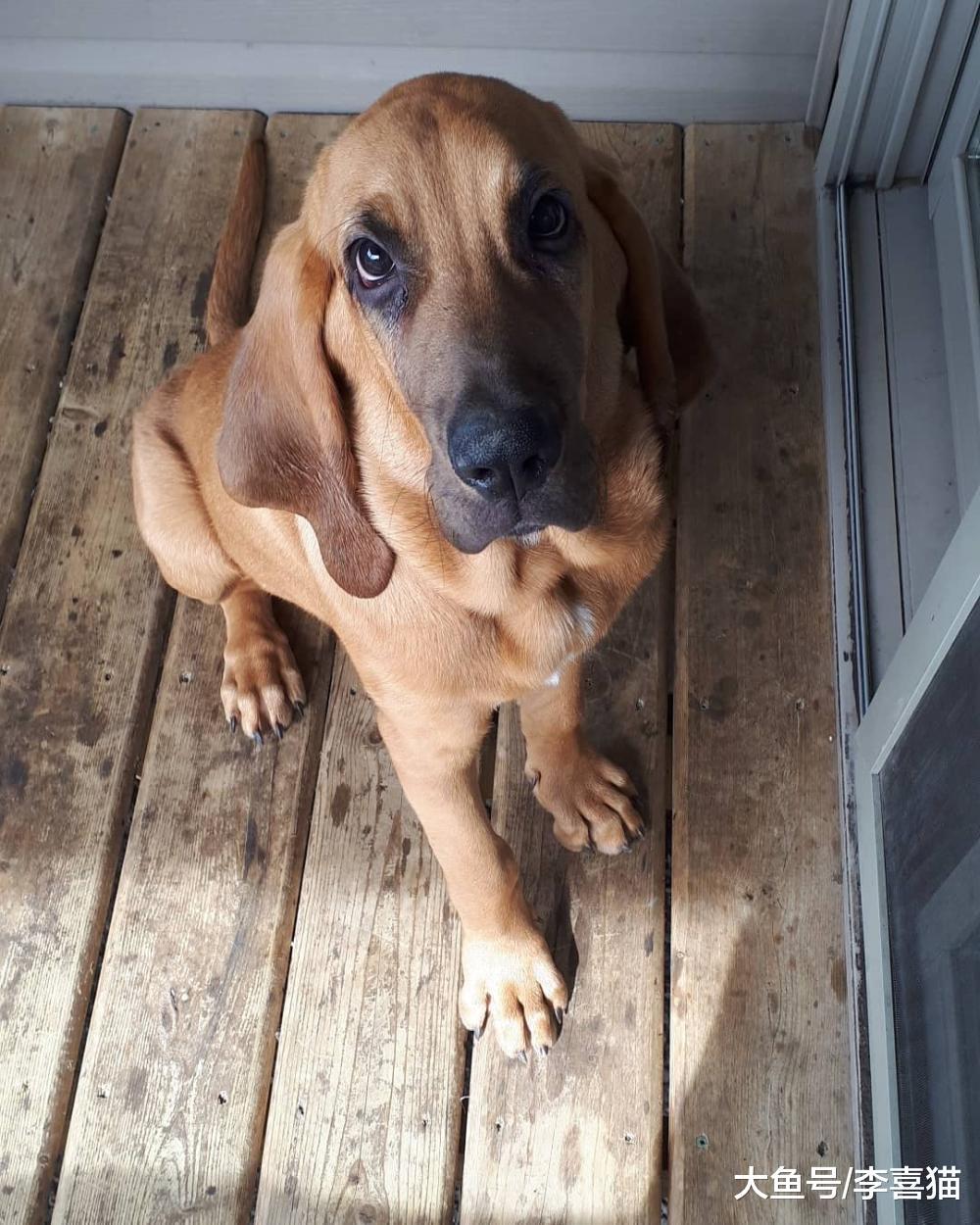 要问狗狗中鼻子最灵的是谁, 寻血猎犬说自己第二就没谁敢称第一了