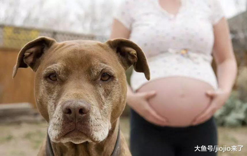 怀孕后就必须把猫狗送走吗? 科学告诉你宠物和娃可以兼得!