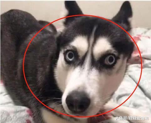 二哈拆家被主人训斥, 结果一转身, 狗子的反应笑喷: 你要上天啊!