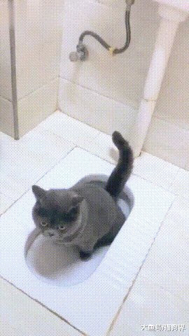 蓝猫上厕所被铲屎官盯住, 猫: 你别看我! 你一看我我就拉不出来!