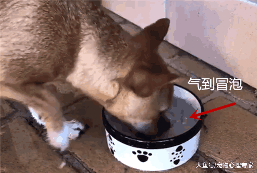 土狗盯着水碗发脾气, 急出一头汗, 主人走近一看原来是自己惹的祸