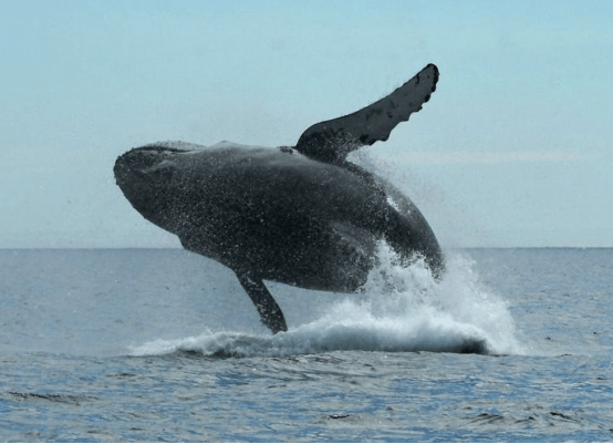 鲸鱼一心求死, 死后尸体被解剖, 肚子里80多个塑料袋让人又惊又怒