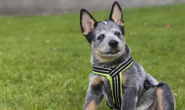 你应该知道的, 预防狗狗中暑的8个步骤!