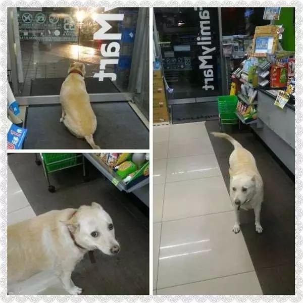 狗狗每次都会叼着一堆热狗回家, 知道真相后让主人哭笑不得