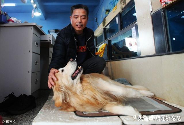 如果你家狗狗有这5个表现, 表示长耳螨了, 赶紧清理!