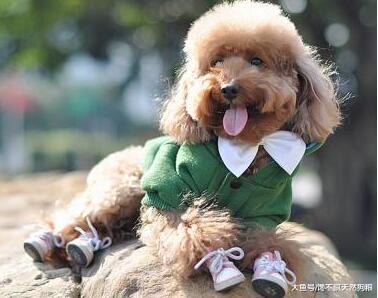 天气很冷, 这样养狗, 只会害了它!